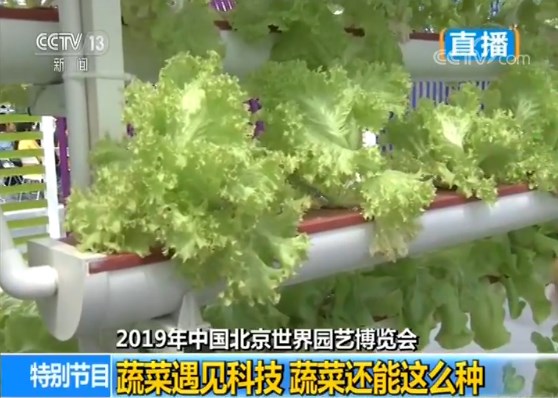 当蔬菜成为主角 2019北京世园会如何用科技重新定义园艺